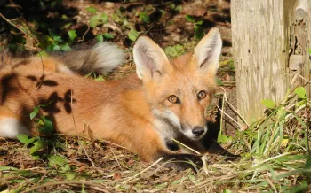 fox crouching next to tree