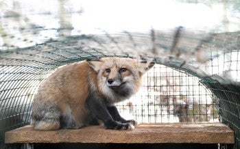 OH Fur Farm Rescue