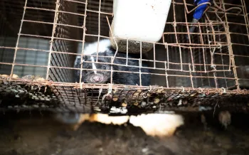 OH Fur Farm Rescue