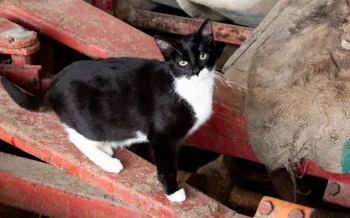 Street cat standing on metal fixtures