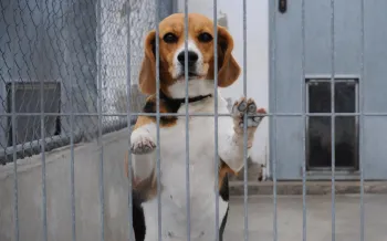Beagle standing up in cage. This dog was used for testing and experiments.
