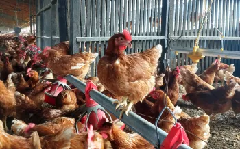 cage free hens in mexico