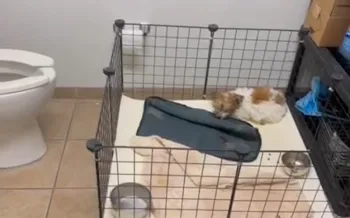 A puppy curled up in a crate