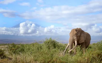 An elephant in the wild