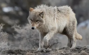 Gray (or grey) wolf with golden eyes heading downhill in Yellowstone National Park
