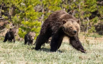 A grizzly bear mom walking with her cubs