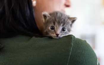 kitten on woman's shoulder