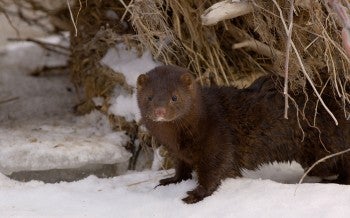 mink in snow