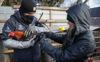 KS Cockfighting Rescue