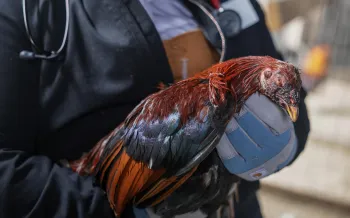 2025 Kansas Cockfighting Rescue
