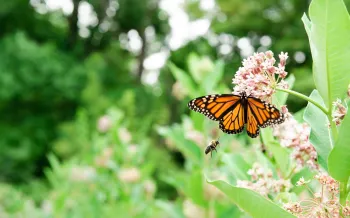 Butterfly and bee in a humane backyard in Maryland