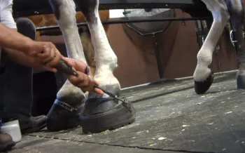 Horse trainers and groomers cruelly “soring” Tennessee walking horses to create an exaggerated and unnatural gait known as the “big lick.”