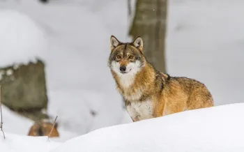 wolf in snow
