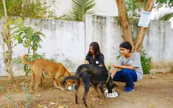 People feeding community dogs