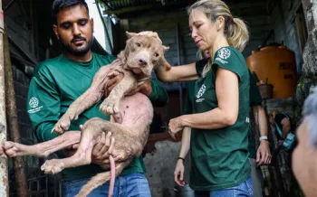 Our team saves a dog during rescue we organized involving the closure of a dog and cat slaughterhouse in Tomohon, North Sulawesi, Indonesia. 