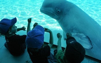 A beluga whale on display at Marineland. Marineland, Niagara Falls, Ontario, Canada, 2011.