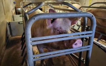 Rescued pig