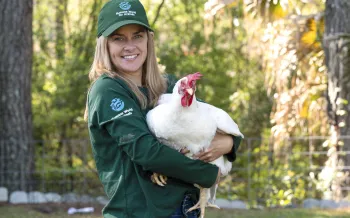 Staff interacts with pigs and chickens at er farm animal sanctuary, Yesahcan Sanctuary