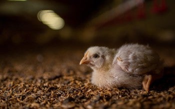 Chick