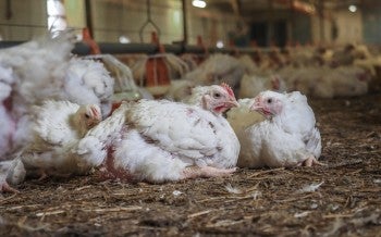 Chickens