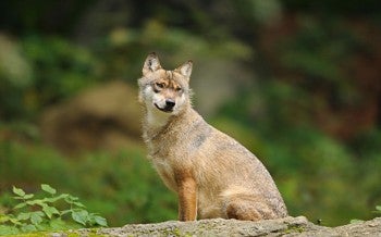A wolf sitting outside in the wild