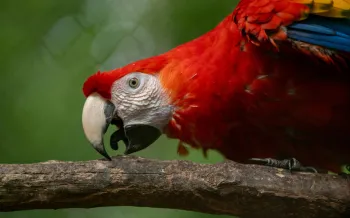 Scarlet Macaw, bird, in their rehabilitation cage