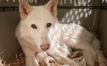 Rescued wolf-dog hybrid giving birth  