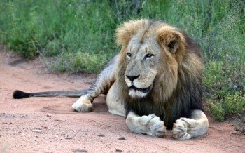 South Africa lion lying down