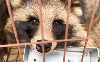 China fur farm