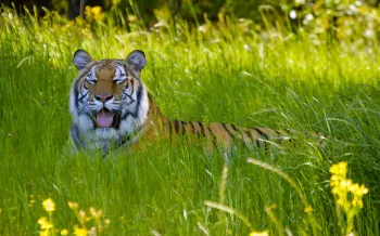 Tiger found outside San Antonio wandering the streets. Enjoying her 3 acre habitat. March 2023