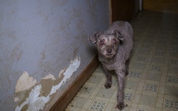 Humane World for Animals assists Sandusky County, Ohio authorities with a large-scale multi-species alleged neglect case. on Tuesday, Feb. 25, 2025 in Clyde