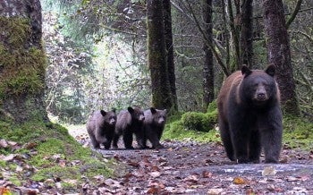 Bears walking through a forest
