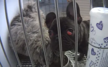 A French bulldog at Novi, Michigan, Petland, with cherry eye.