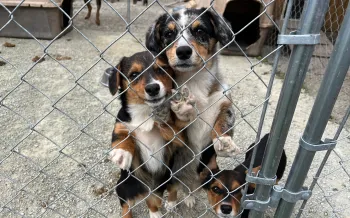 A group of three dogs stand next to a kennel