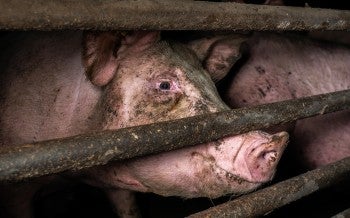 Pig behind bars