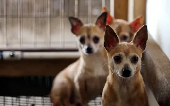 Chihuahuas sit scared in their kennel at a puppy mill