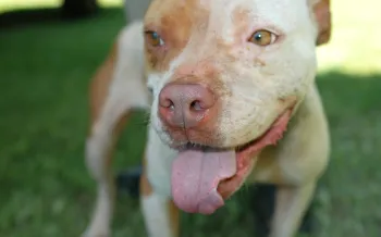 Pit bull-looking dog