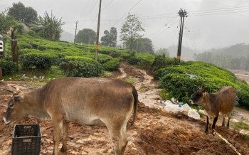 Cows in India