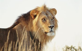 Lion