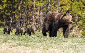 Grizzly bear mother and 3 cubs of the year (Ursus arctos)