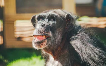 Al, a chimpanzee previously used in experiments at Alamogordo Primate Facility (APF) moved to Chimp Haven sanctuary in February 2025.