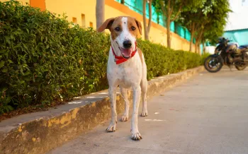 Dog in Lucknow, India