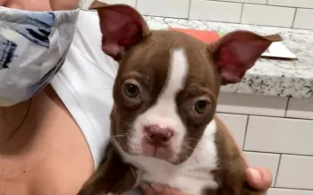 Tyler, a sick puppy from Petland Texas