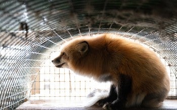 Fur farm