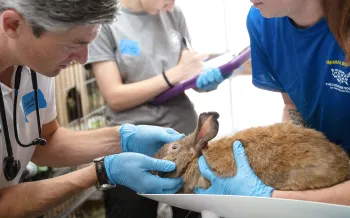 Rescuer Amanda Wallace holds a rabbit for a veterinary exam.