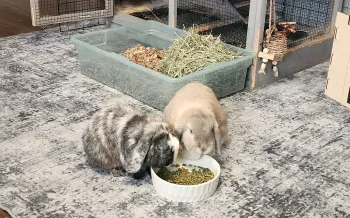 Two pet rabbits in a home eating food out of a bowl.