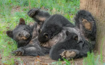 Mother black bear nursing two cubs of the year