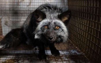 OH Fur Farm Rescue