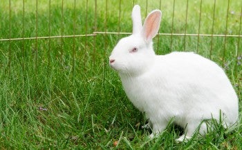 Rabbit
