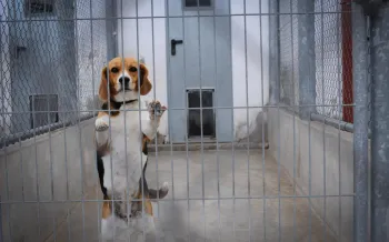 Beagle caught up in animal testing